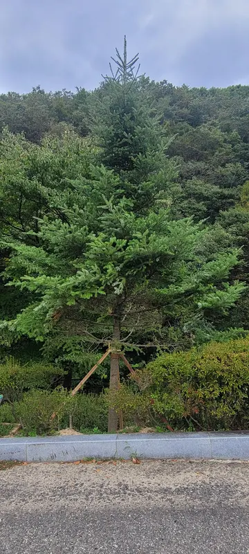 대아수목원