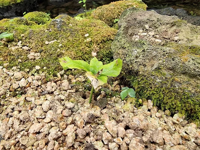 한라수목원